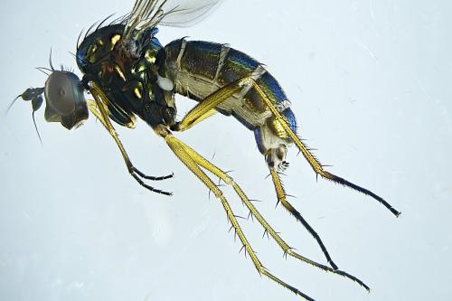 Syntormon zelleri